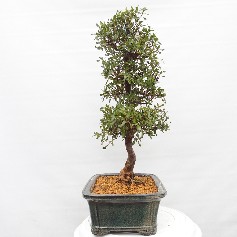 Bonsai für draußen - Japanische Azalee - Azalea Kisshoten