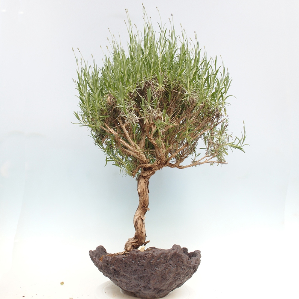 Outdoor-Bonsai - Lavandula - Lavendel