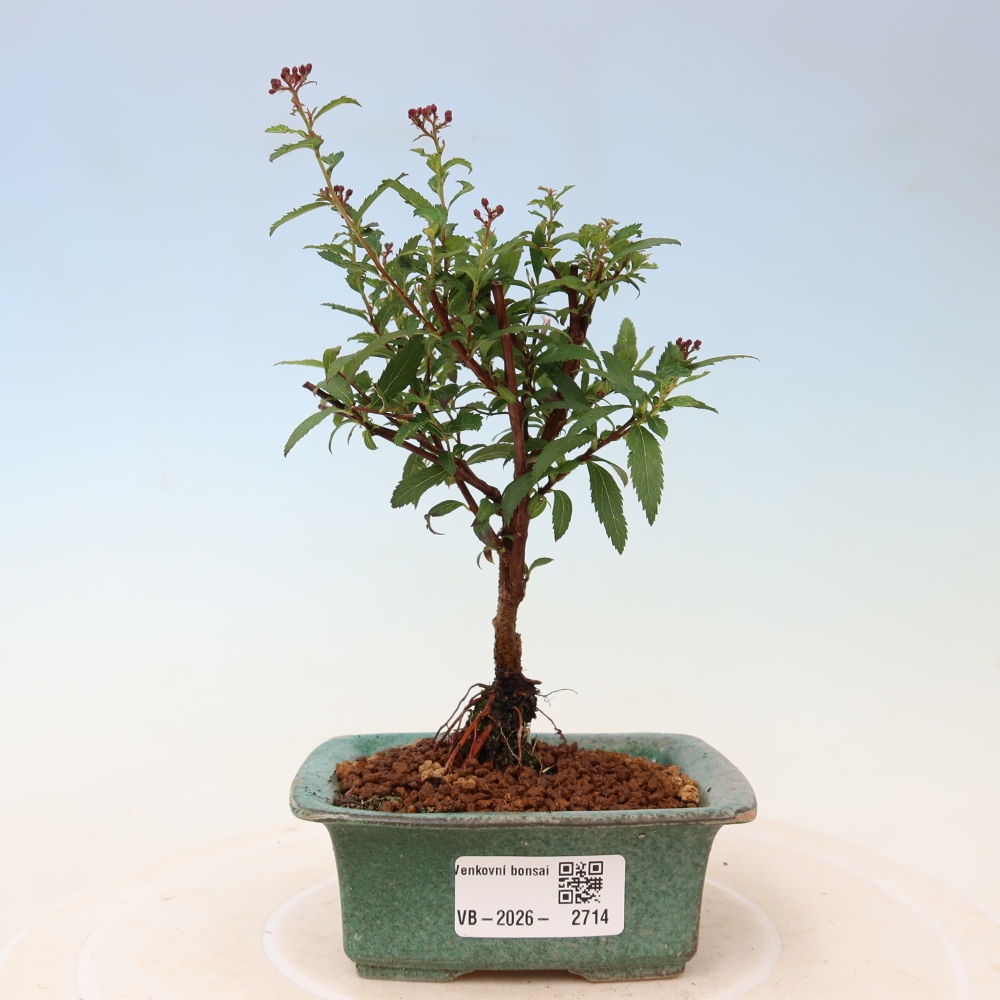 Bonsai für den Außenbereich – Japanische Spirea – Spirea japonica Anthony Waterer