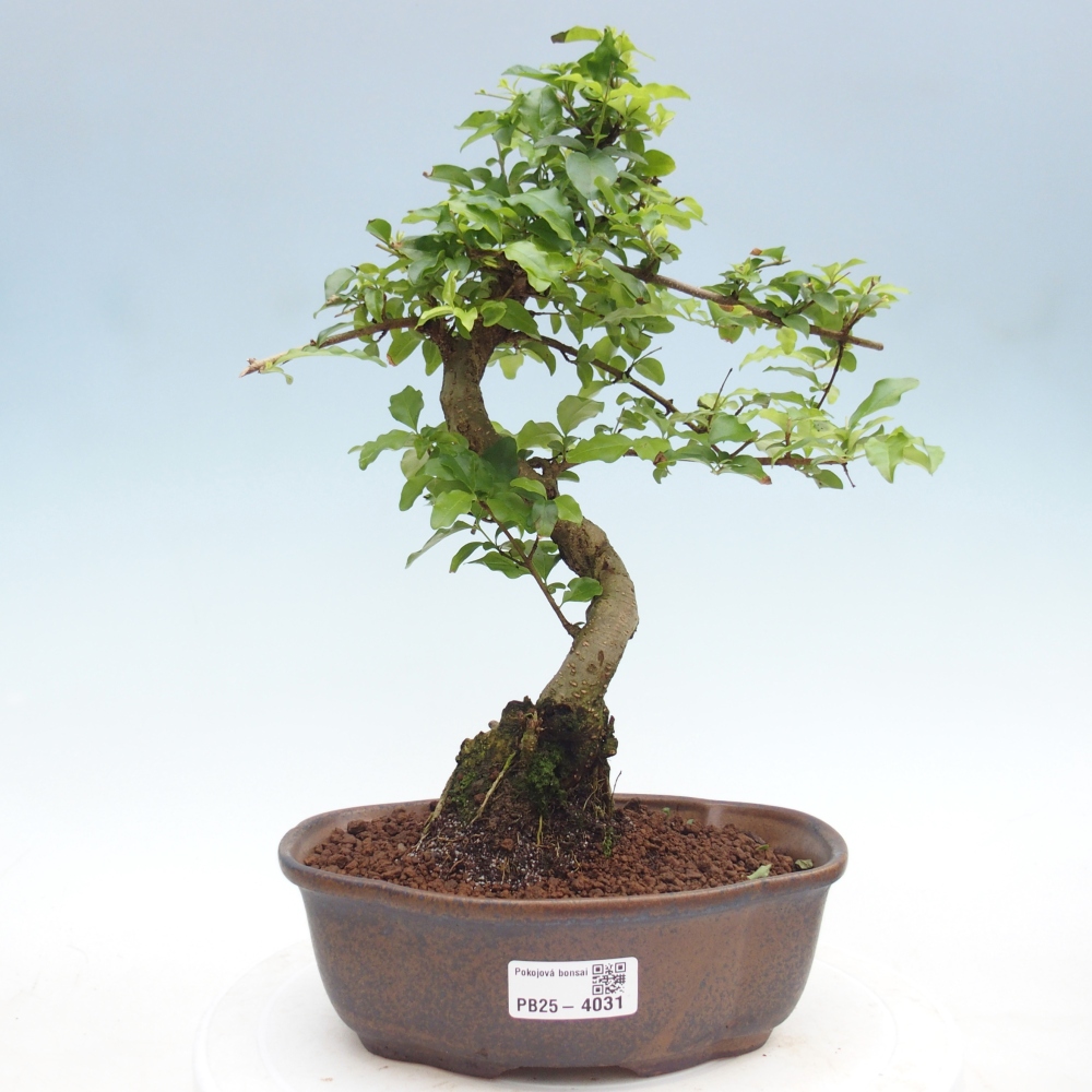 Zimmer Bonsai -Ligustrum chinensis - Vogelschnabel