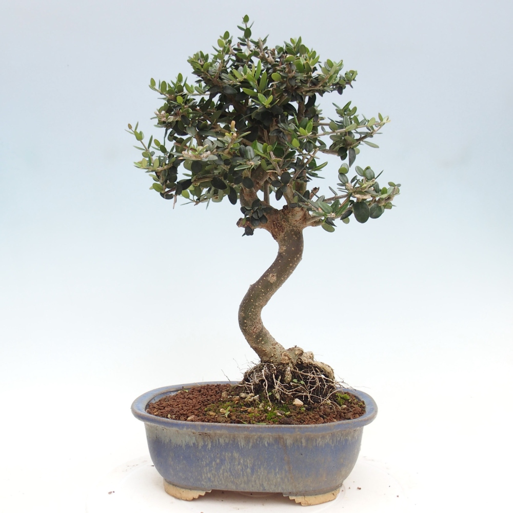 Indoor-Bonsai - Olea europaea sylvestris - Europäisches kleinblättriges Olivenöl