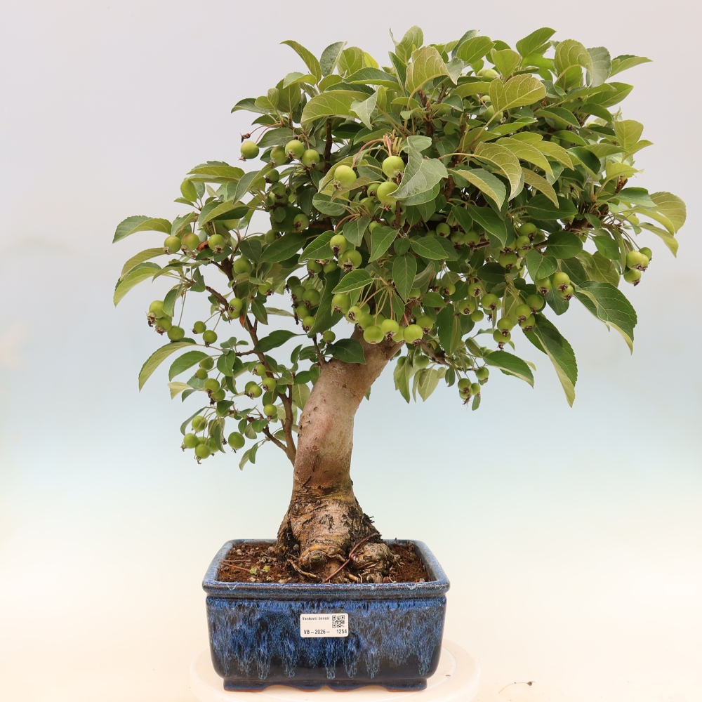 Outdoor-Bonsai -Malus halliana - Kleinfrüchtiger Apfelbaum