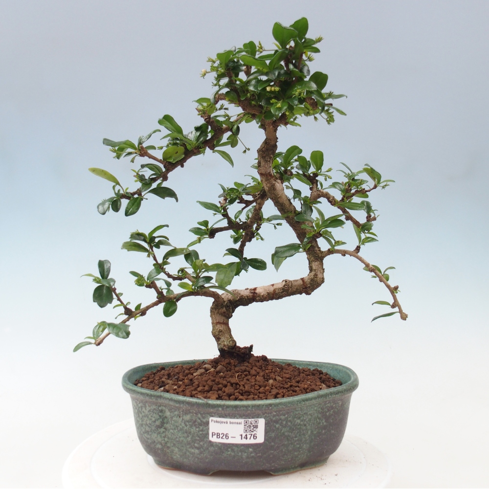Zimmerbonsai - Carmona Macrophylla - Fuki-Tee