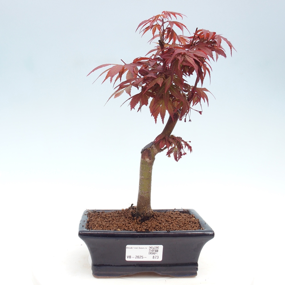 Bonsai im Freien - Acer-Palme. Atropurpureum-Palmenblatt-Ahorn