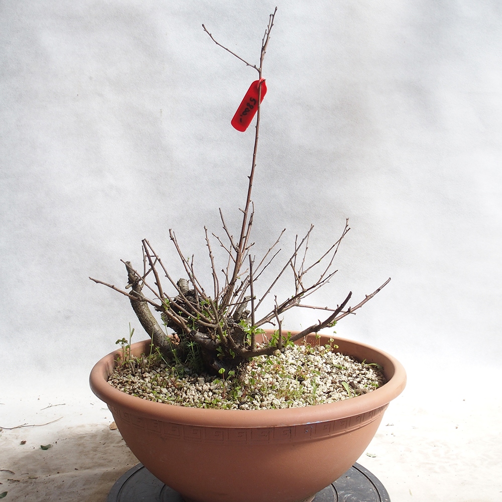 Outdoor Bonsai -Mahalebka - Prunus Mahaleb