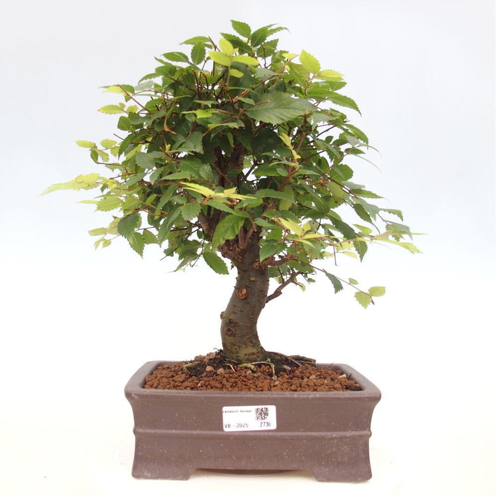Bonsai im Freien - Zelkova - Zelkova serrata