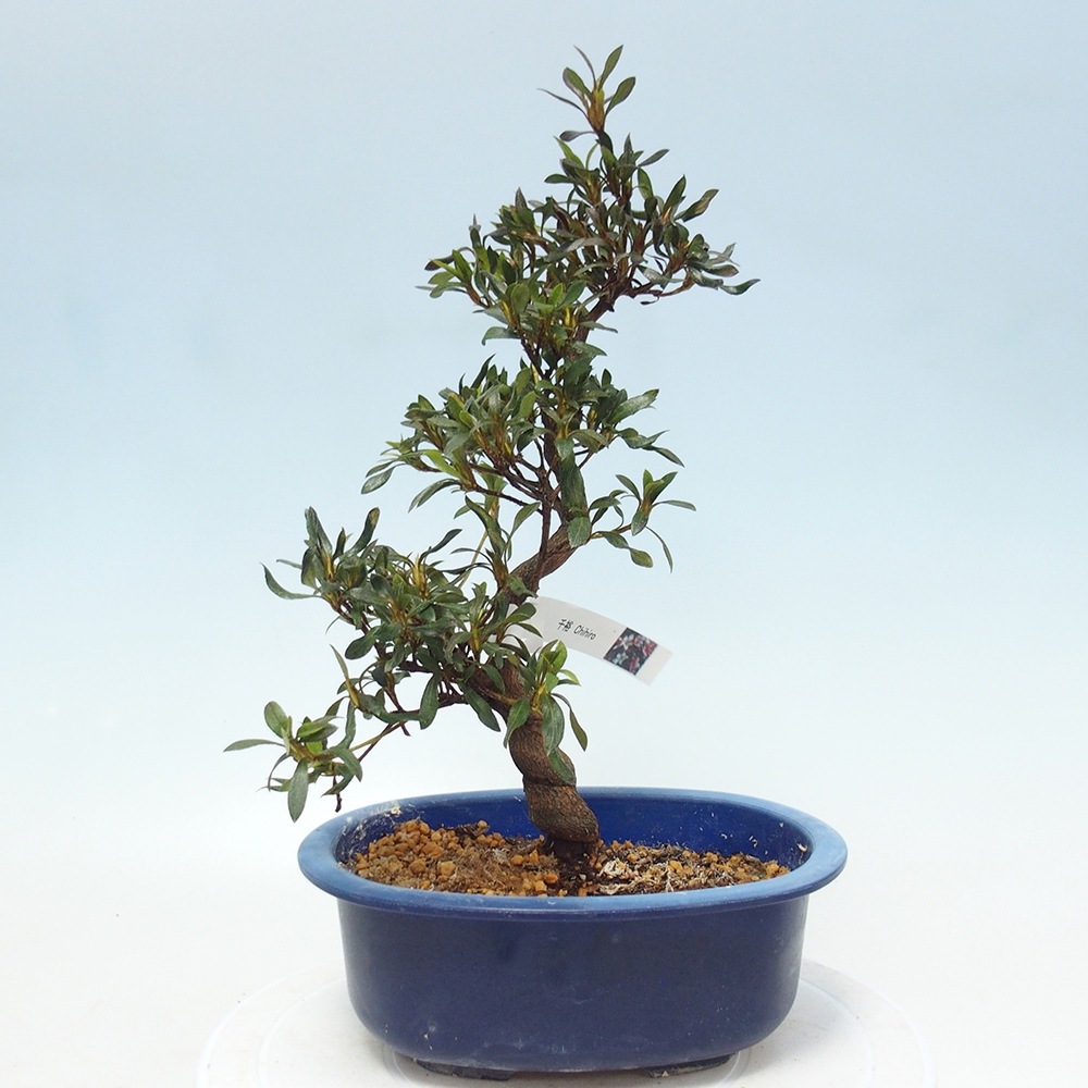 Bonsai für draußen - Japanische Azalee - Azalee CHIHIRO