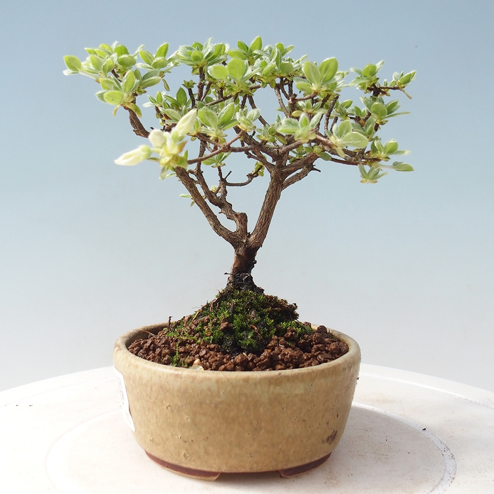 Outdoor-Bonsai - Rododendron indicum - Japanische Azalee