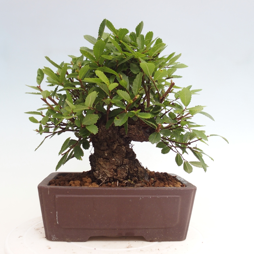Bonsai im Freien - Zelkova - Zelkova NIRE