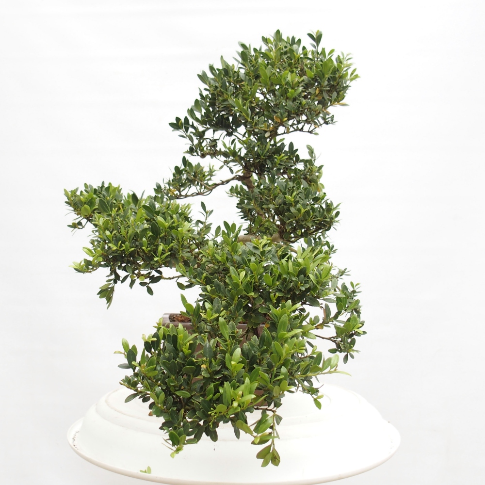 Zimmerbonsai - Ilex crenata - Holly