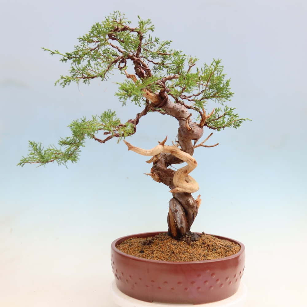 Bonsai für draußen - Juniperus chinensis Itoigawa-Juniperus chinensis