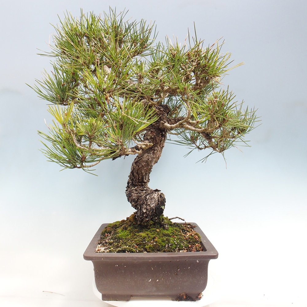 Bonsai für draußen - Pinus thunbergii - Thunberg-Kiefer