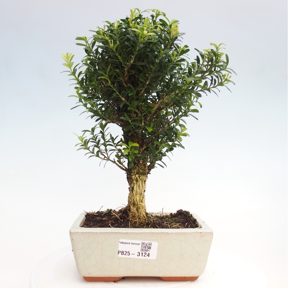 Zimmer Bonsai - Buxus harlandii - Kork Buchsbaum