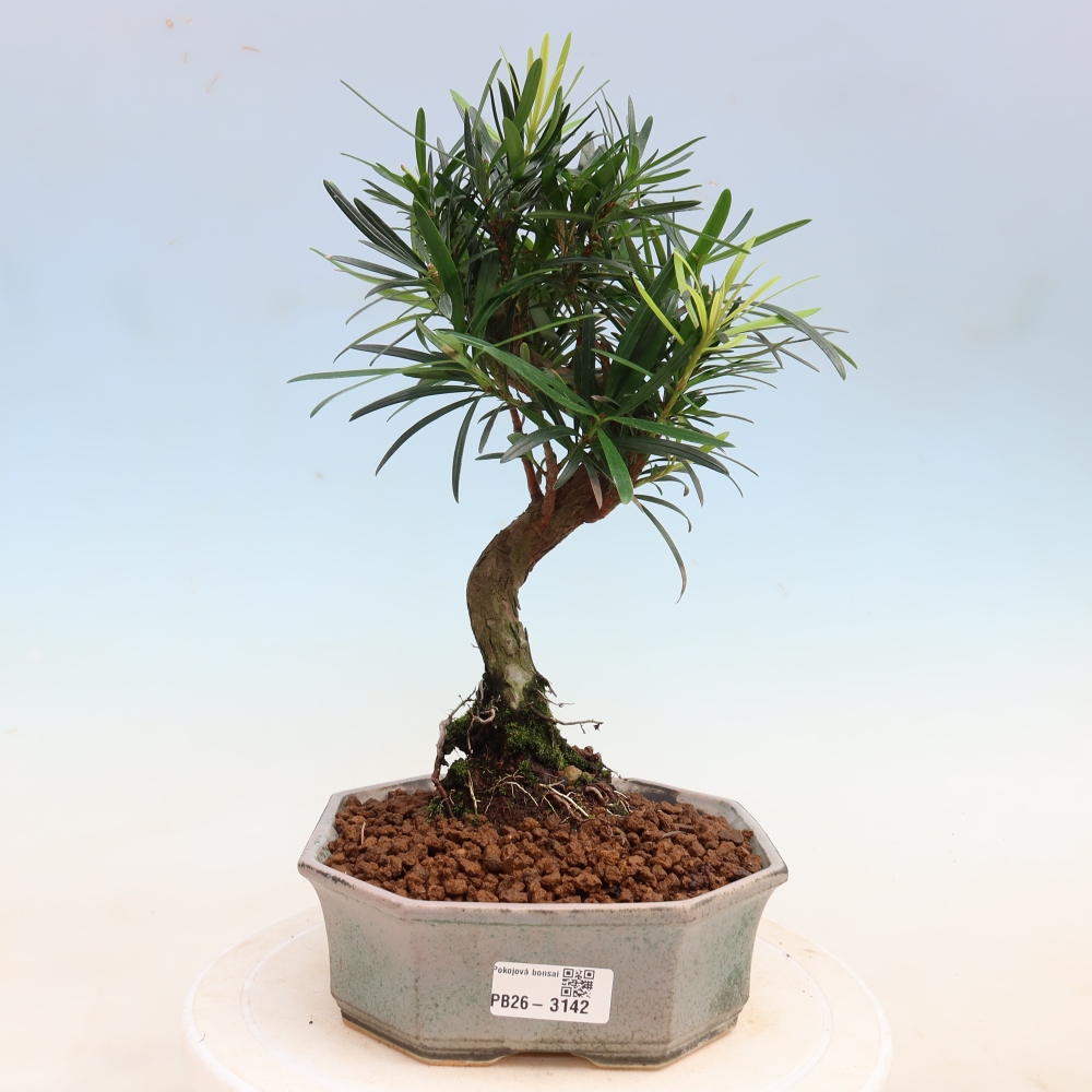 Zimmerbonsai - Podocarpus - Stein-Eibe