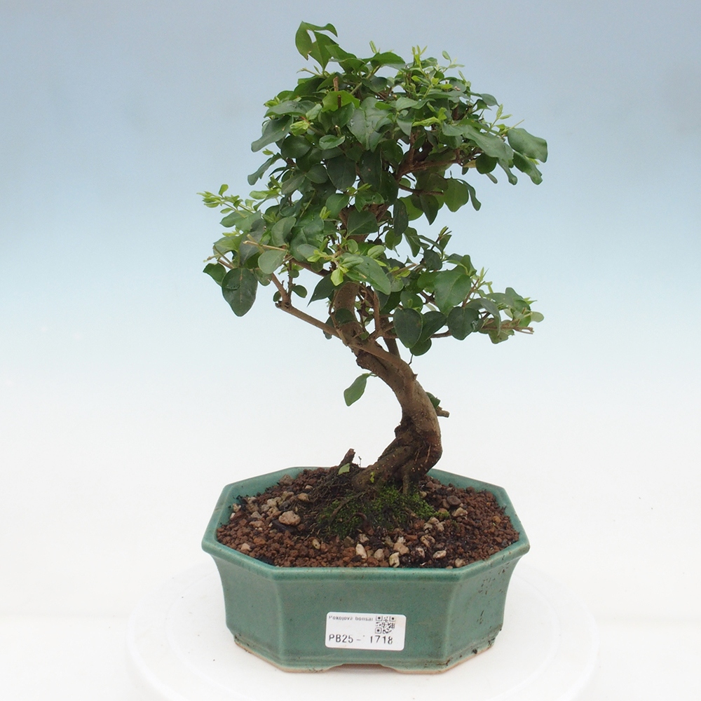 Indoor Bonsai -Ligustrum chinensis - Vogelschnabel