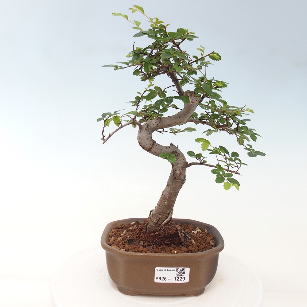Zimmerbonsai - Ulmus parvifolia - Kleinblättrige Ulme