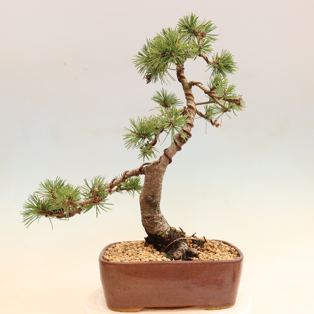 Bonsai für den Außenbereich – Pinus mugo „Humpy“ – Zwergkiefer