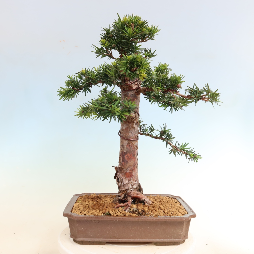 Bonsai für draußen - Taxus cuspidata - Japanische Eibe