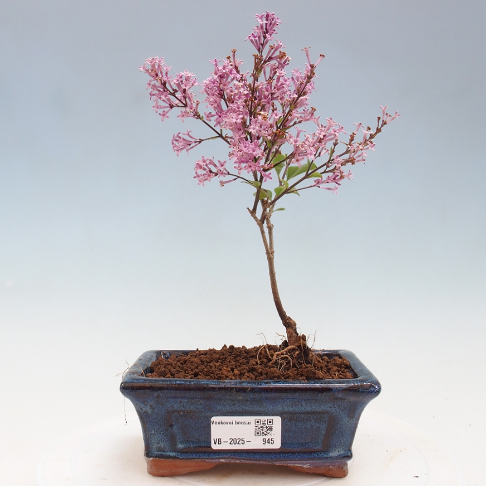 Bonsai im Freien – Syringa Meyeri Palibin – Meyers Flieder