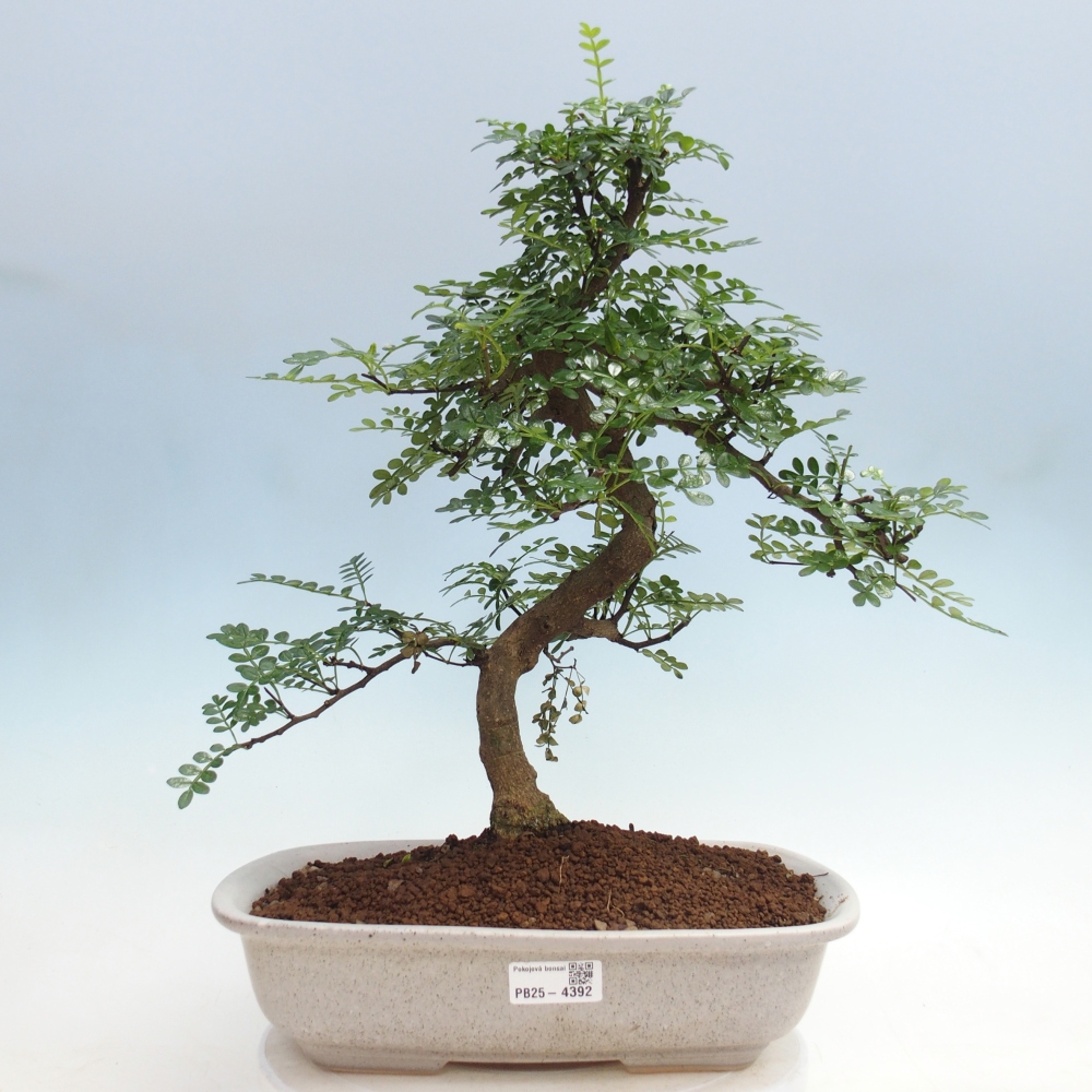 Zimmer Bonsai - Zantoxylum piperitum - Pfefferbaum