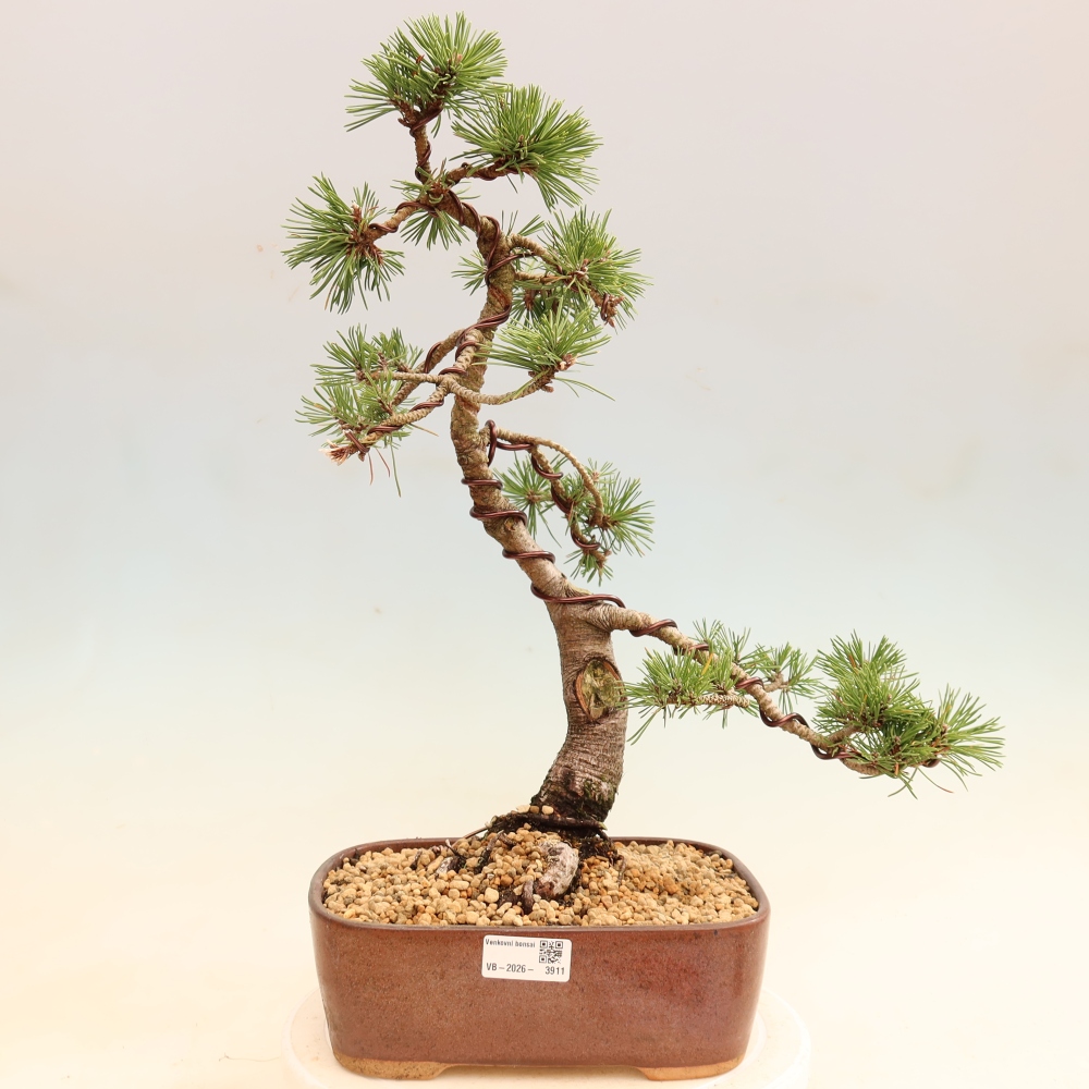 Bonsai für den Außenbereich – Pinus mugo „Humpy“ – Zwergkiefer