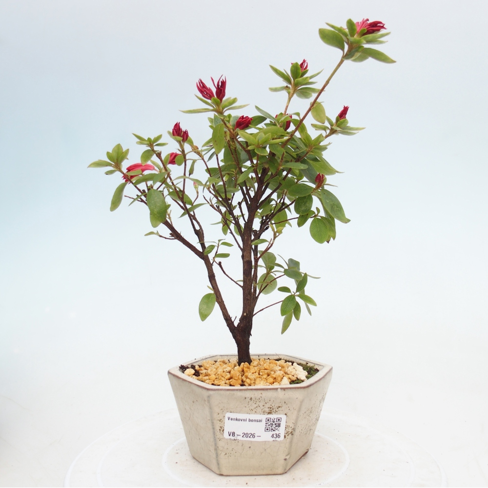 Bonsai für draußen - Japanische Azalee - Azalea sp.