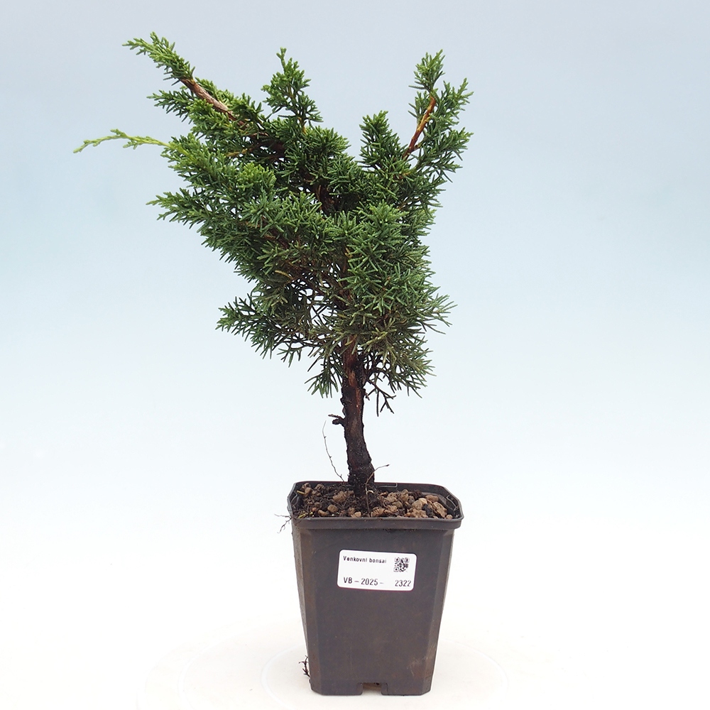 Outdoor-Bonsai - Juniperus chinensis Kishu - Chinesischer Wacholder