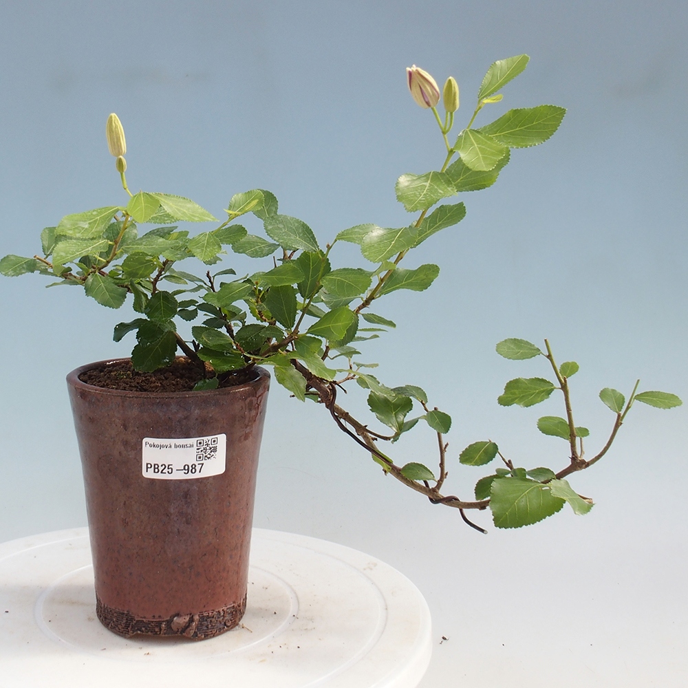 Zimmerbonsai - Grewia occidentalis - Lavendelstern