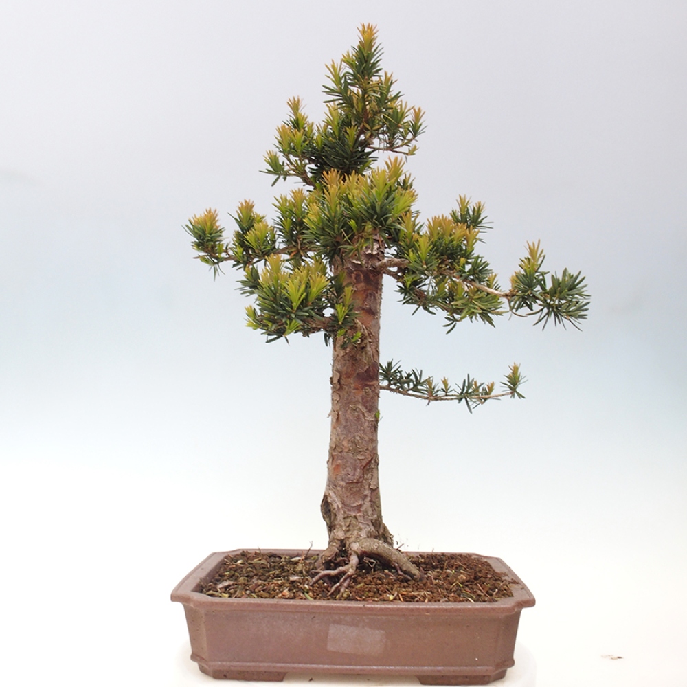 Bonsai im Freien - Taxus cuspidata - Japanische Eibe