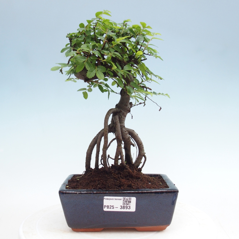 Zimmerbonsai - Ulmus parvifolia - Kleinblättrige Ulme