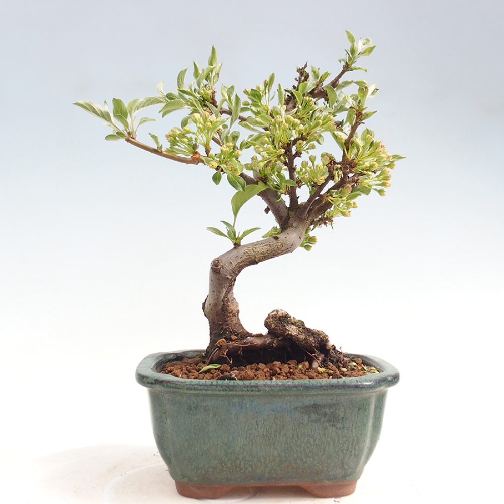 Outdoor Bonsai - Malus sargentii - Kleinfrüchtiger Apfelbaum