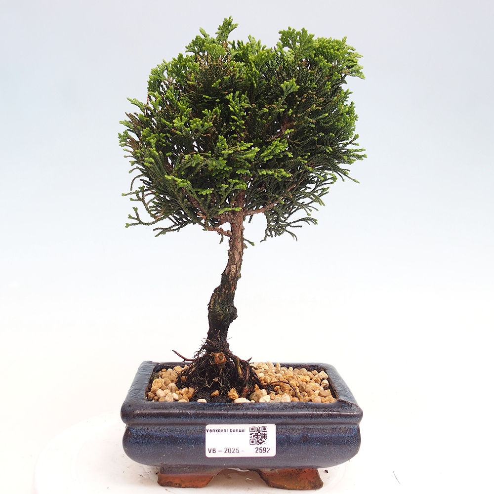 Outdoor-Bonsai - Cham.pis obtusa Nana Gracilis - Zypresse