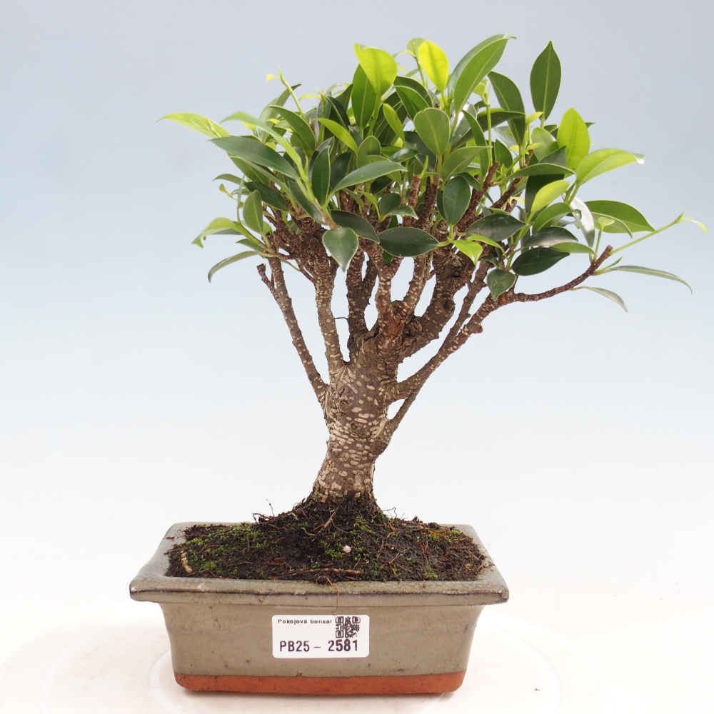 Zimmerbonsai - Ficus retusa - kleinblättriger Ficus