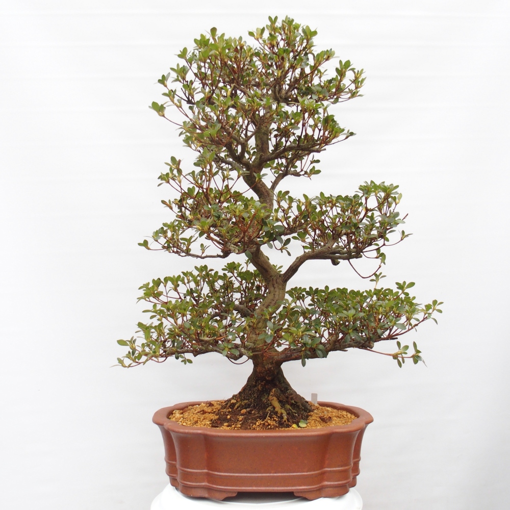 Bonsai für draußen - Japanische Azalee - Azalea Sansei