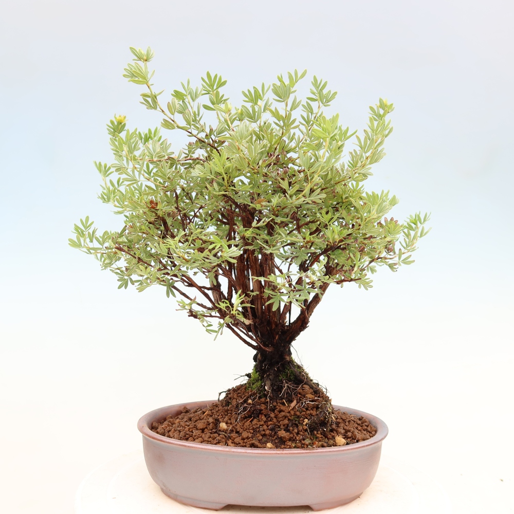 Bonsai für draußen - Potentila fruticosa
