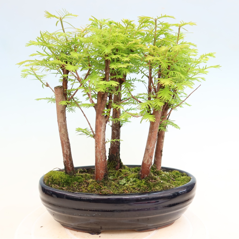 Bonsai für den Außenbereich – Metasequoia glyptostroboides – Chinesische Metasequoia – Wäldchen