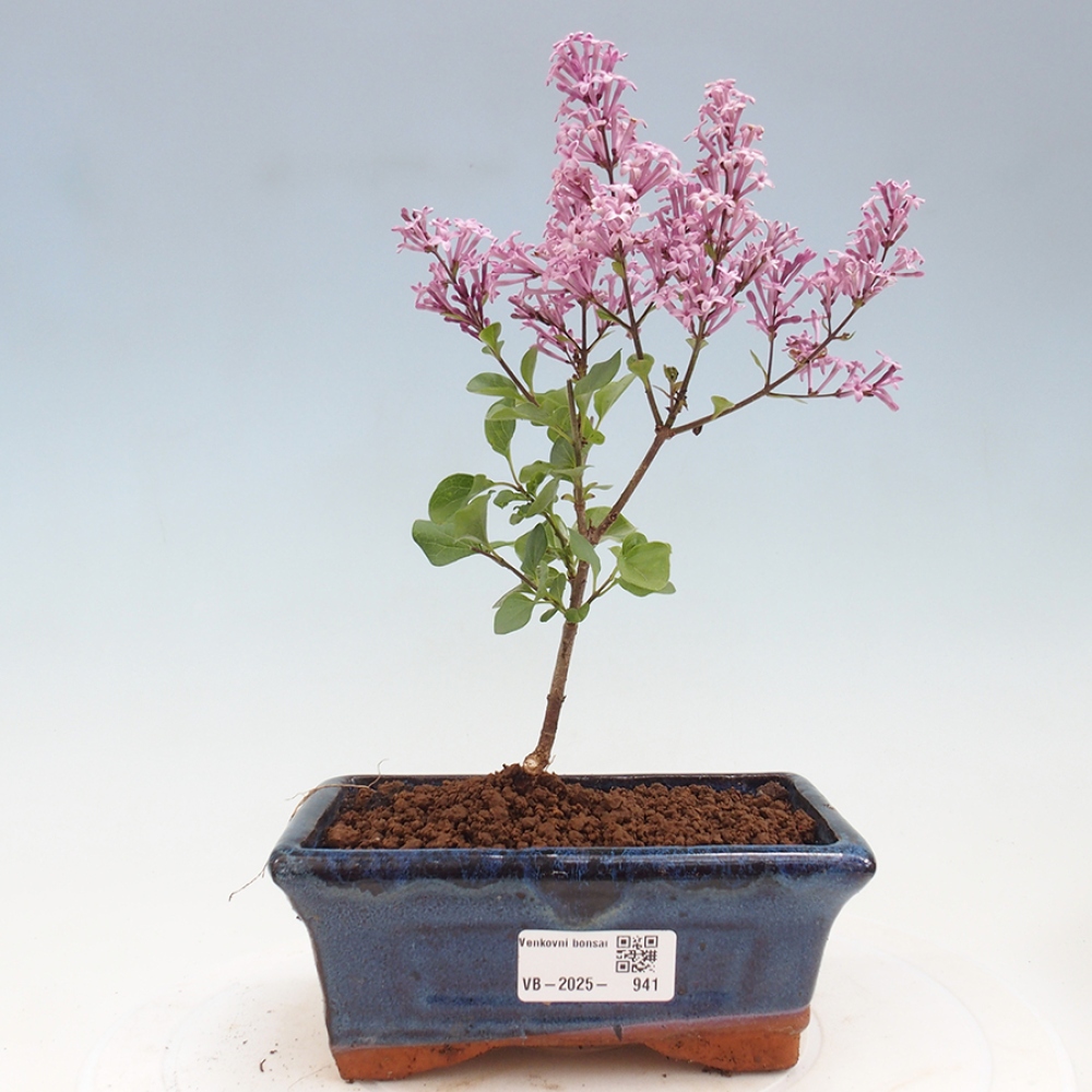 Bonsai im Freien – Syringa Meyeri Palibin – Meyers Flieder