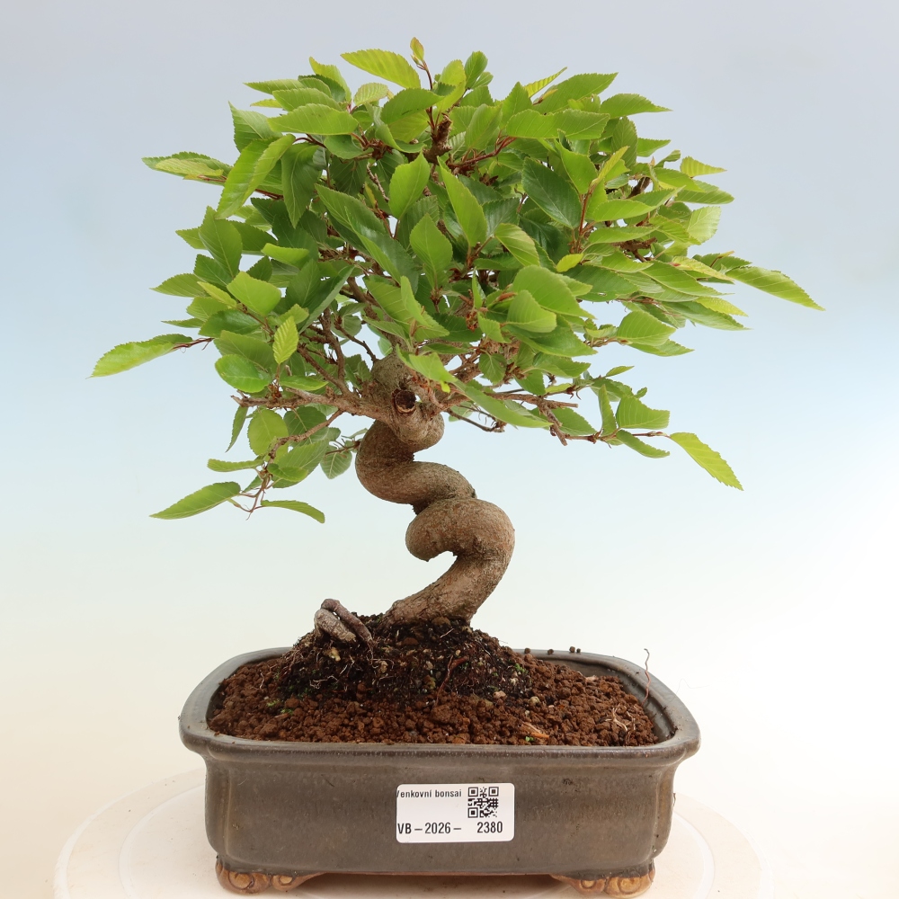 Bonsai für draußen - Karpinus Coreana - Koreanische Hainbuche