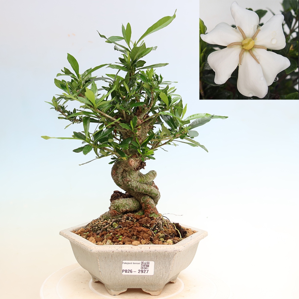 Zimmer Bonsai - Gardenia jasminoides-Gardenia