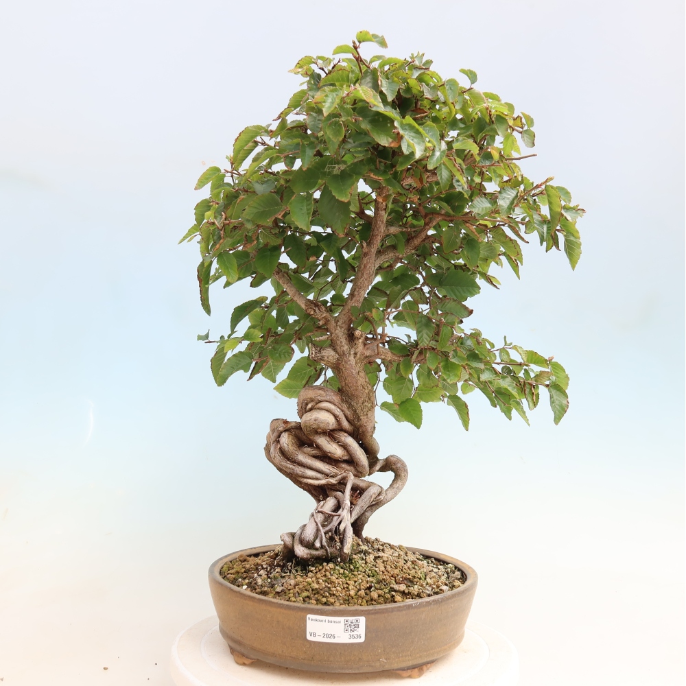 Bonsai für draußen -Carpinus CARPINOIDES - Koreanische Hainbuche