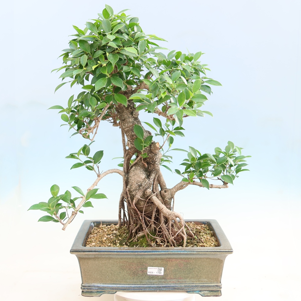 Zimmerbonsai - Ficus kimmen - Kleinblättriger Ficus