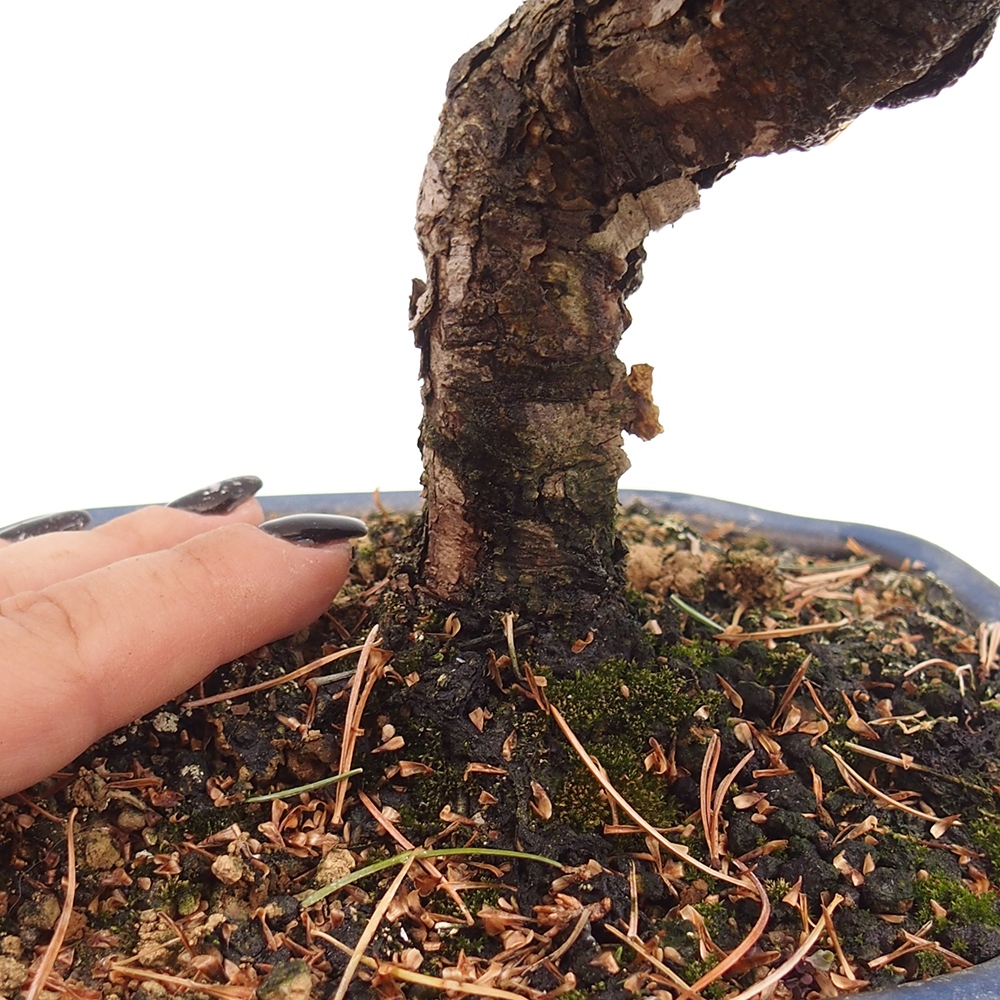 Bonsai im Freien - Pinus parviflora - kleine Kiefer