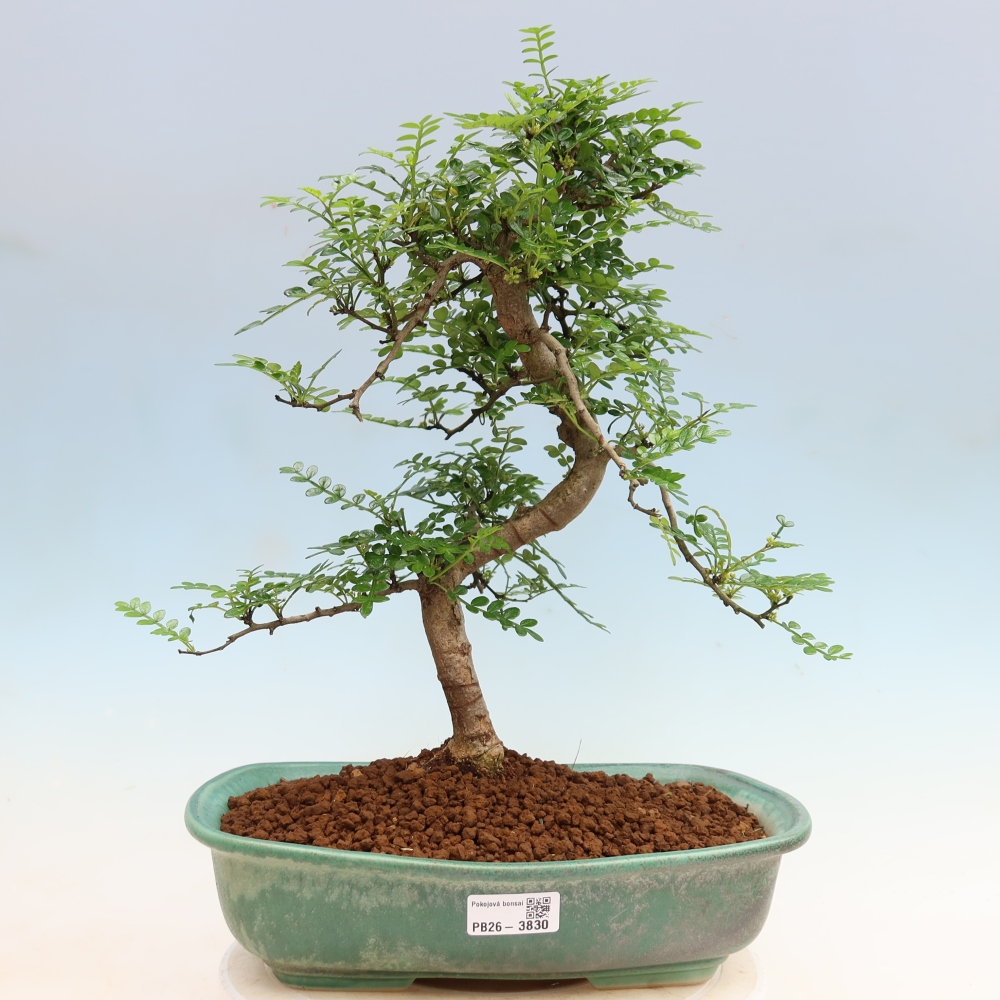 Zimmer Bonsai - Zantoxylum piperitum - Pfefferbaum