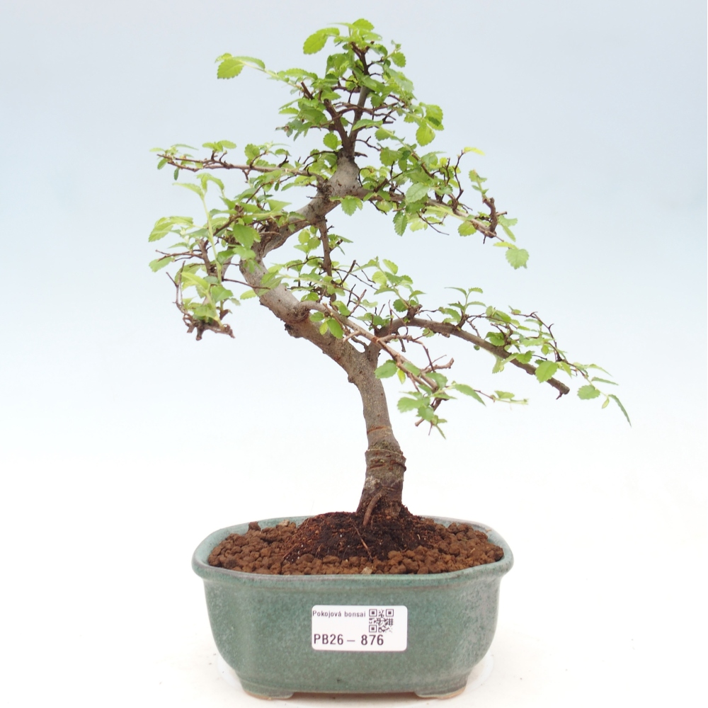 Zimmerbonsai - Ulmus parvifolia - Kleinblättrige Ulme