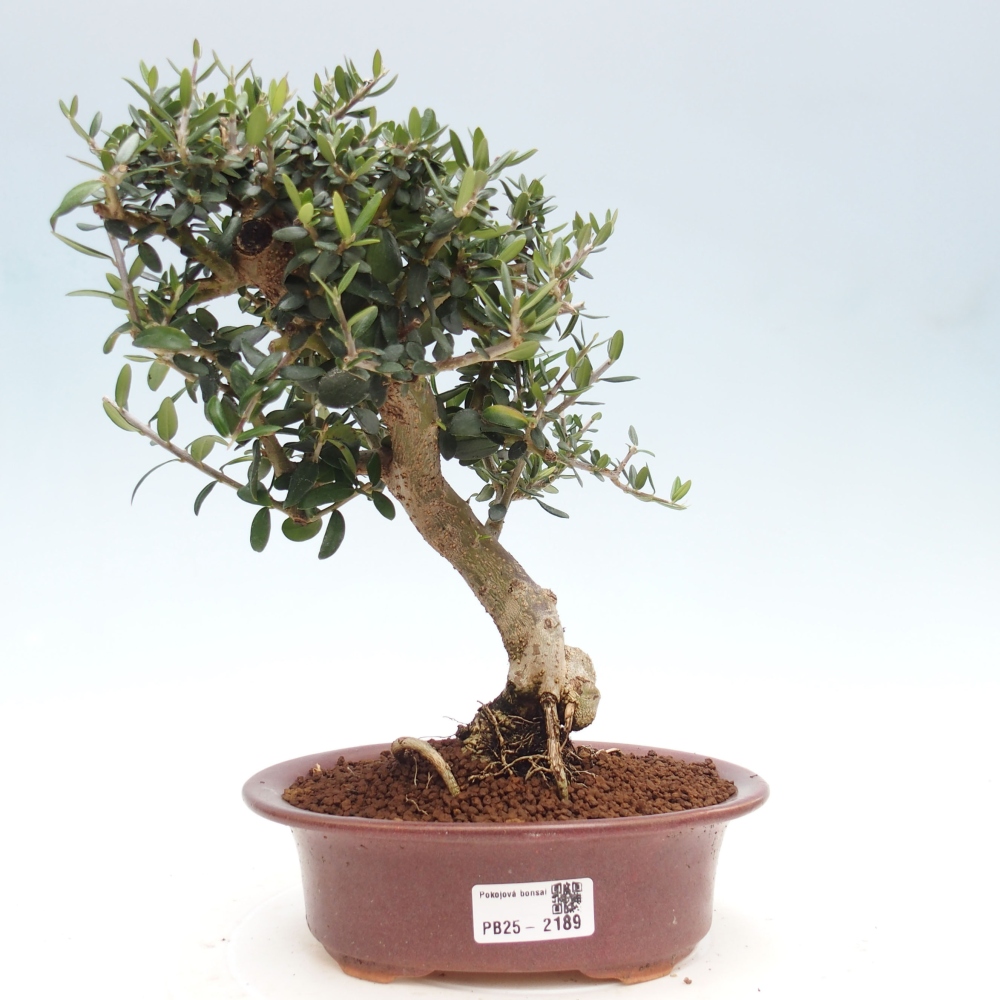 Indoor-Bonsai - Olea europaea sylvestris - Europäisches kleinblättriges Olivenöl
