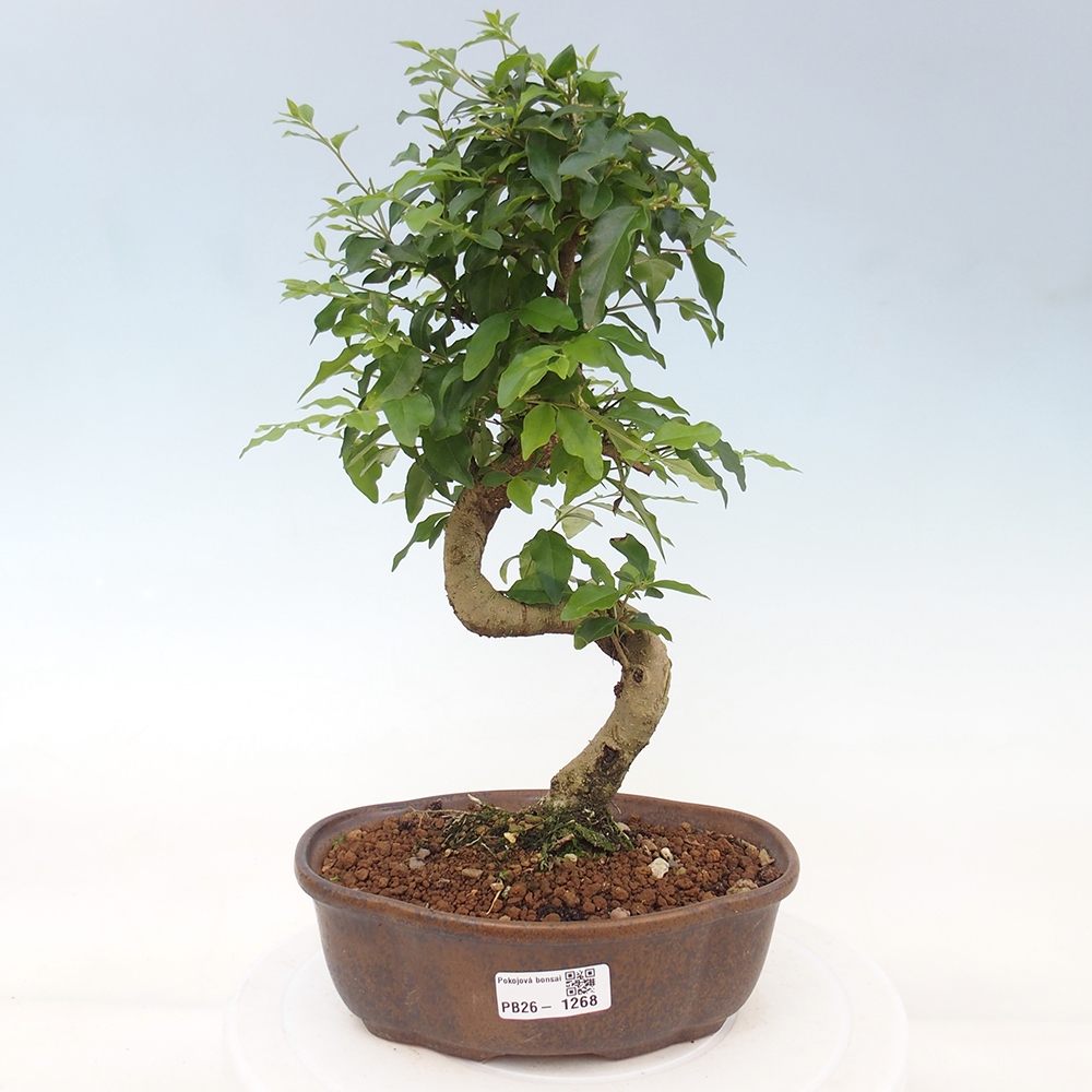 Zimmer Bonsai -Ligustrum chinensis - Vogelschnabel