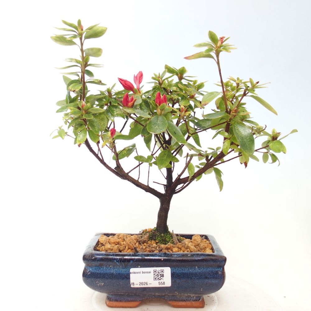 Bonsai für draußen - Japanische Azalee - Azalea sp.