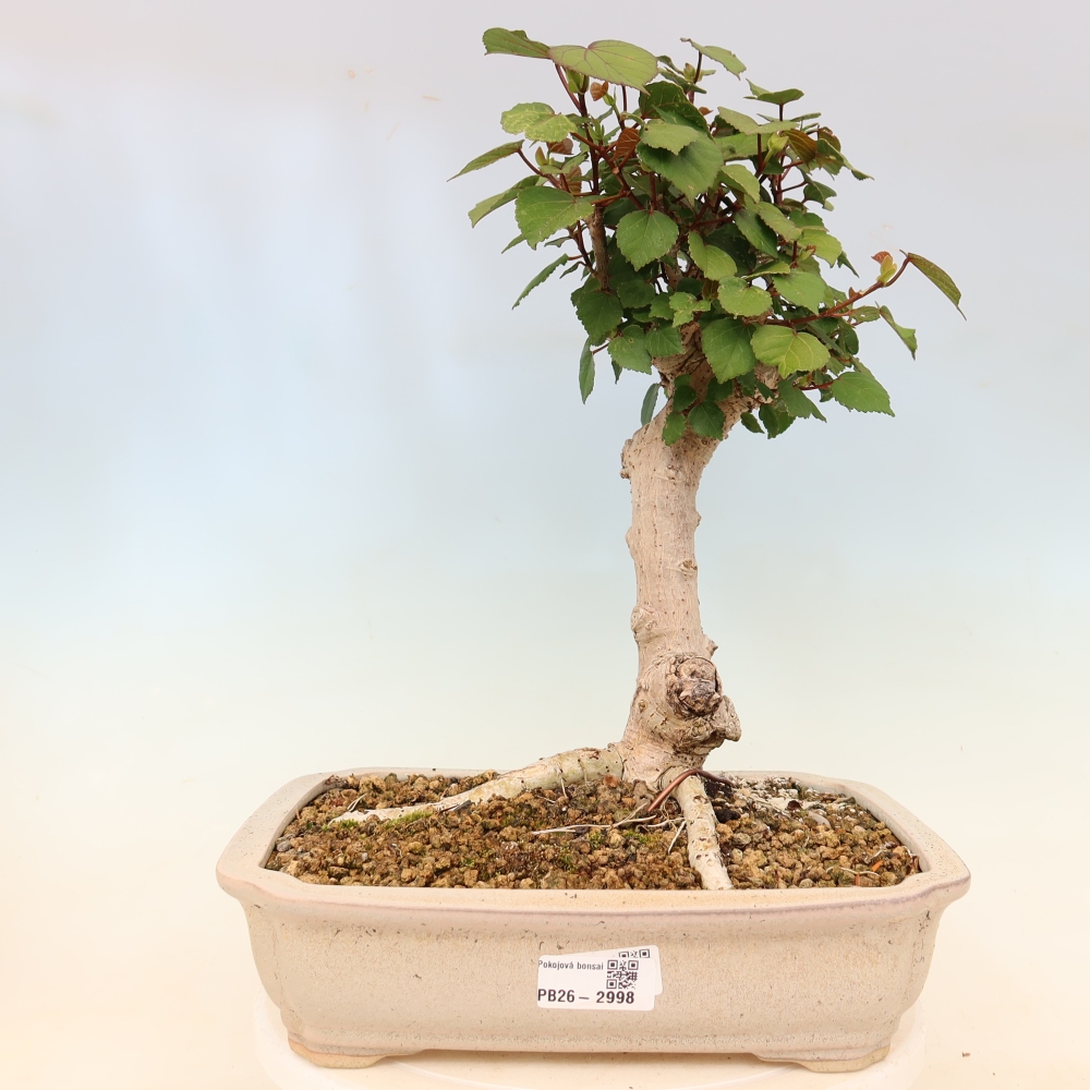 Zimmerbonsai - Hibiscus tiliaceus - Meeres-Hibiskus