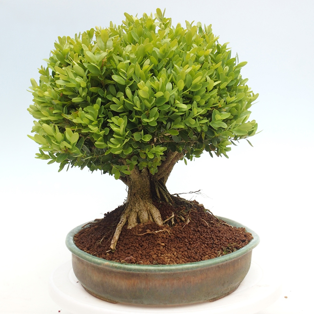 Outdoor-Bonsai - Buxus sempervirens - Buchsbaum