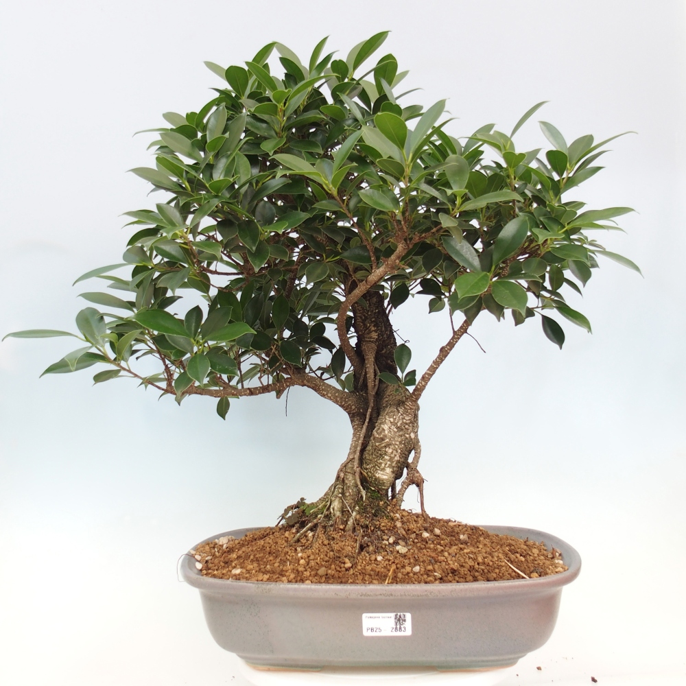 Zimmerbonsai - Ficus kimmen - kleinblättriger Ficus - NUR PERSÖNLICHE ABHOLUNG oder Palettentransport